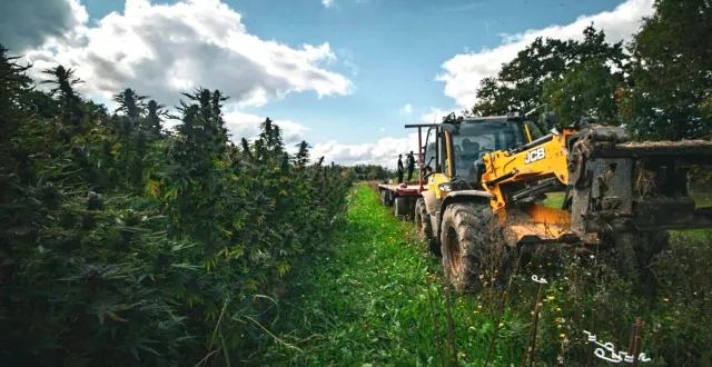 photo  grégoire et thomas foucault ont planté 600 pieds de cbd la première année, en 2024. ils vont en planter 800 cette année, mais ambitionnent de planter par milliers dans les années à venir.  &copy;  monti normand cbd 