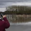 photo les promeneurs sont nombreux sur les bords de la loire et de la maine pour immortaliser la crue.