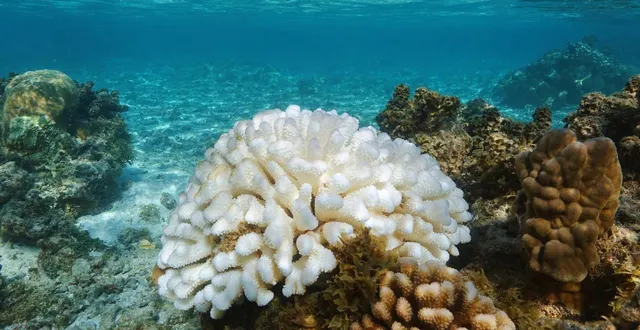 photo  un corail blanchi par le courant el nino, dans l’océan pacifique.  &copy;  damocean/getty images / istockphoto 