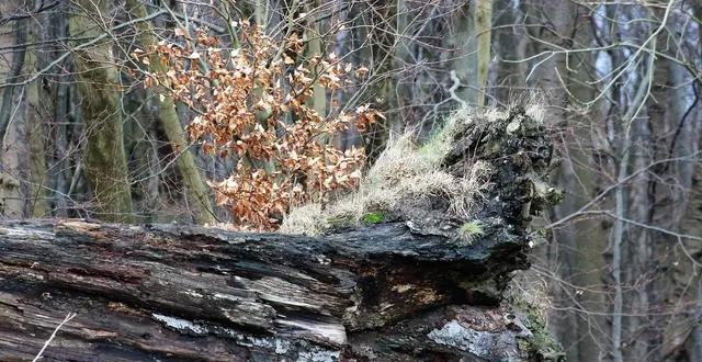 photo  l’accès aux chemins de randonnée des landes est interdit pendant un mois en raison des dégâts causés par la tempête nils. photo d’illustration.  &copy;  lumpi / pixabay 