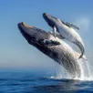 photo quiz. 10 questions sur la baleine