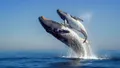 photo quiz. 10 questions sur la baleine 