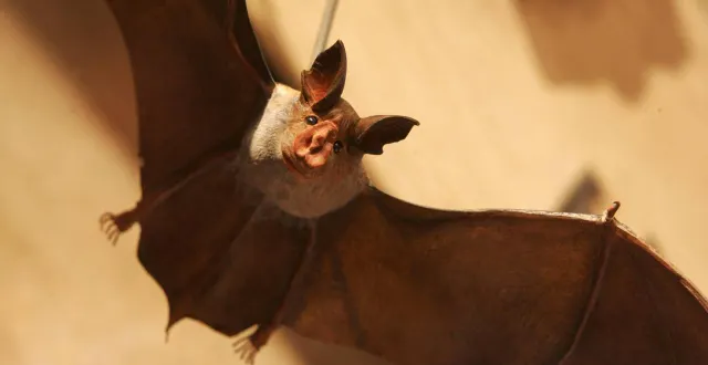 photo  le grand rhinolophe (ici en maquette à la maison de la chauve-souris de kernascléden dans le morbihan) est présent dans l’espace naturel sensible des vallons du misengrain.  &copy;  archives thierry creux / ouest-france 