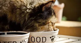 Info insolite  dans les hauts-de-france, une famille a retrouvé son chat porté disparu depuis 14 longues années. photo d’illustration. 