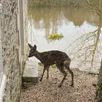 photo  sur l’île de rochefort, entre la loire et le louet, des chevreuils cherchent refuge au plus près des habitations. 