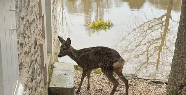 photo  sur l’île de rochefort, entre la loire et le louet, des chevreuils cherchent refuge au plus près des habitations.  &copy;  françois hamet 