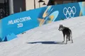 photo  nazgul, un chien-loup s’est invité sur la piste des qualifications sur sprint libre par équipes aux jeux olympiques de milan-cortina, mercredi 18 février 2026. 