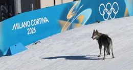 Info insolite  nazgul, un chien-loup s’est invité sur la piste des qualifications sur sprint libre par équipes aux jeux olympiques de milan-cortina, mercredi 18 février 2026. 