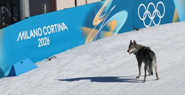 photo  nazgul, un chien-loup s’est invité sur la piste des qualifications sur sprint libre par équipes aux jeux olympiques de milan-cortina, mercredi 18 février 2026.  &copy;  anne-christine poujoulat / afp 