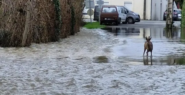 photo  un chevreuil aperçu devant le logement de charlène, à chalonnes-sur-loire, commune touchée par les crues exceptionnelles.  &copy;  document remis 