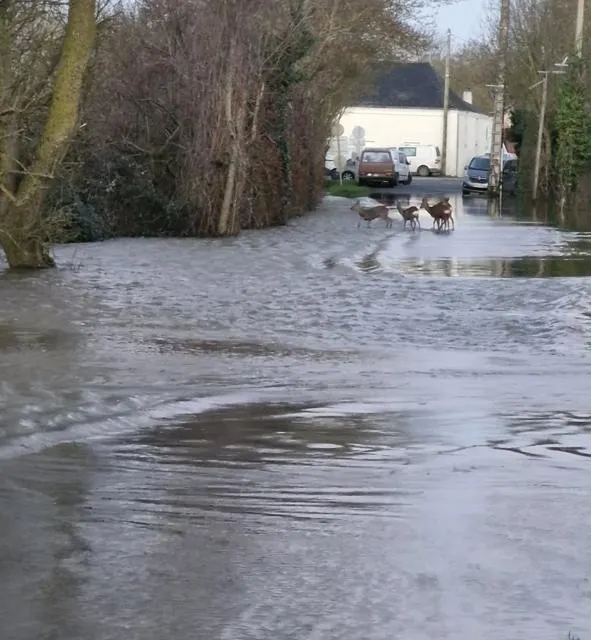photo un groupe de chevreuils à proximité de la maison de charlène.  ©  document remis