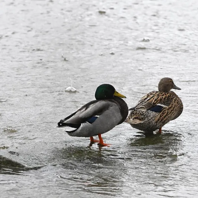 photo la préfecture du maine-et-loire a interdit l’accès à tous les cours d’eau du département. une consigne heureusement peu suivie par les palmipèdes.  ©  jérôme fouquet/ouest-france