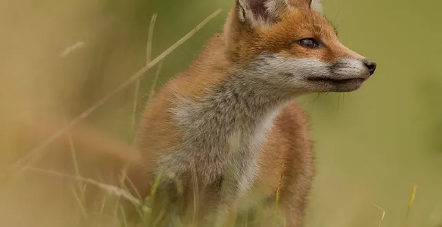 photo  des clichés et des projections de sarthe sauvage.  &copy;  sarthe sauvage 