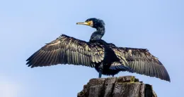 Info insolite  le cormoran blessé a eu le mérite de frapper à la bonne porte… 