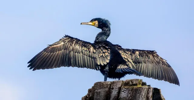 photo  le cormoran blessé a eu le mérite de frapper à la bonne porte…  &copy;  photo d’illustration : pixabay 