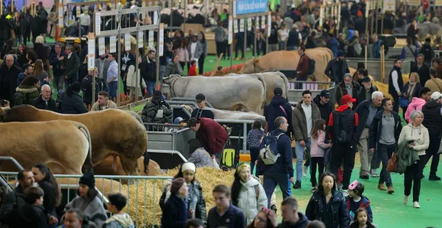 photo  les bovins seront les grands absents de la manifestation.  &copy;  afp - thomas samson 