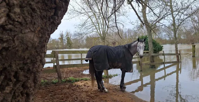 photo  saumur, vendredi 20 février. une douzaine de chevaux reste actuellement (au sec) sur le site.  &copy;  saumur equipassion 