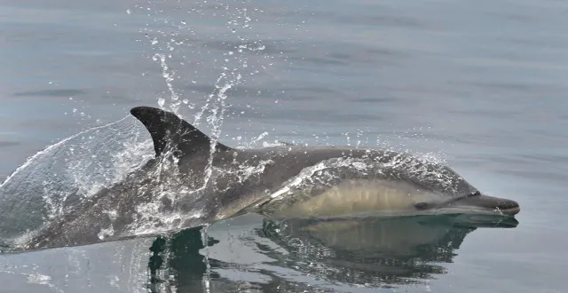 photo  la partie française du golfe de gascogne est fermée chaque hiver quatre semaines pour protéger les petits cétacés.  &copy;  thierry creux / ouest-france 