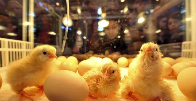 photo  pour la 62e édition du salon de l’agriculture à paris, les fermiers de loué proposent, comme chaque année, une animation d’éclosion de poussins en direct de leur stand.  &copy;  archives le maine libre - hervé petitbon 