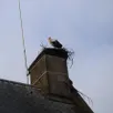 photo  sur le toit du tribunal d’argentan, les cigognes construisent leur nid. 