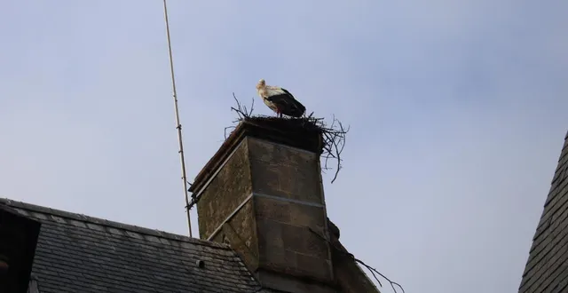 photo  sur le toit du tribunal d’argentan, les cigognes construisent leur nid.  &copy;  ouest-france 