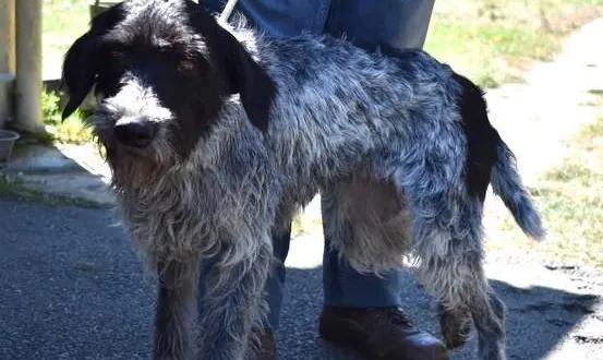 photo  upette est un drahtaar femelle, reconnu pour son poil dur et sa grande endurance.  &copy;  spaa d’angers 
