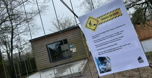 photo  les tortues déménagent dans un nouvel enclos pour laisser la place à trois sangliers des visayas, qui feront leur entrée au parc, en avril.  &copy;  ouest-france 