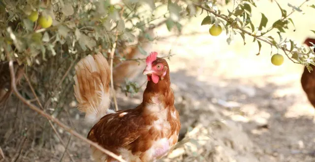 photo  des éleveurs de volaille de maine-et-loire se sont retrouvés avec du stock sur les bras en raison de l’annulation des marchés à cause des inondations. un élan de solidarité s’est mis en place pour les aider.  &copy;  photo d’illustration / ouest-france 