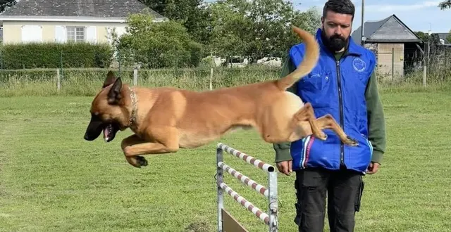photo  le saut est l’une des trois épreuves de la discipline ring (avec l’obéissance et la défense).  &copy;  co 
