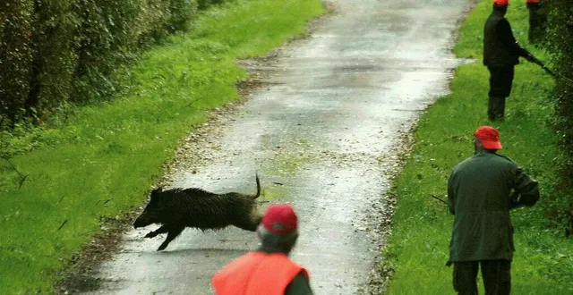 photo  dans les deux-sèvres, comme ailleurs, le sanglier fait l’objet de nombreuses battues, afin de réguler sa population.  &copy;  illustration presse océan - romain boulanger 