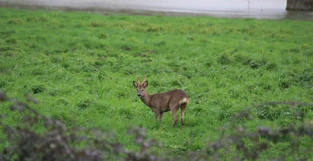 photo  poussée par les inondations, une petite harde de trois chevreuils a évolué une bonne partie de la journée de ce dimanche 22 février 2026 à l’entrée de la flèche (sarthe).  &copy;  ouest-france 