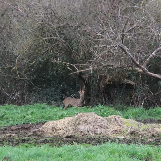 photo poussée par les inondations, une petite harde de trois chevreuils a évolué une bonne partie de la journée de ce dimanche 22 février 2026 à l’entrée de la flèche (sarthe).  ©  ouest-france