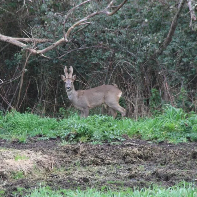 photo poussée par les inondations, une petite harde de trois chevreuils a évolué une bonne partie de la journée de ce dimanche 22 février 2026 à l’entrée de la flèche (sarthe).  ©  ouest-france