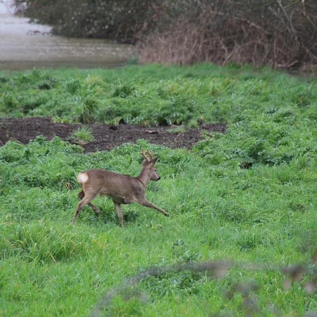 photo poussée par les inondations, une petite harde de trois chevreuils a évolué une bonne partie de la journée de ce dimanche 22 février 2026, à l’entrée de la flèche (sarthe).  ©  ouest-france