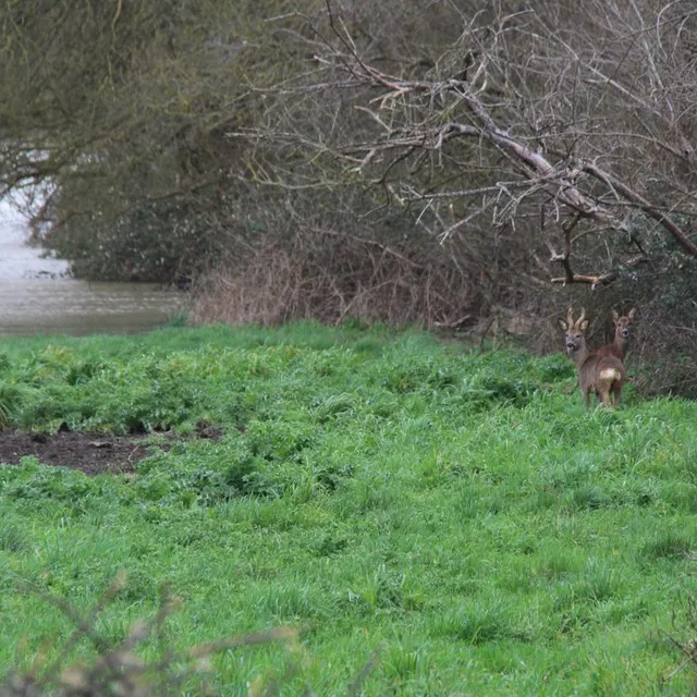 photo poussée par les inondations, une petite harde de trois chevreuils a évolué une bonne partie de la journée de ce dimanche 22 février 2026, à l’entrée de la flèche (sarthe).  ©  ouest-france