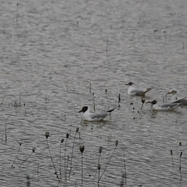 photo complètement inondé, le site du camping du lude (sarthe) a été revendiqué par les mouettes.  ©  ouest-france