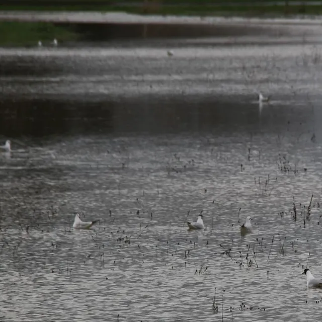 photo complètement inondé, le site du camping du lude (sarthe) a été revendiqué par les mouettes.  ©  ouest-france