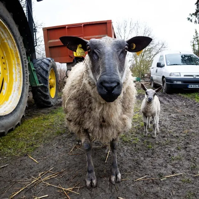 photo chalonnes-sur-loire, dimanche 22 février 2026. brebis et agneau sont encore au sec.  ©  co - régine lemarchand