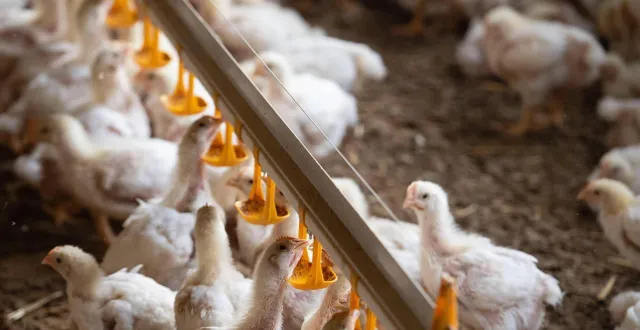 photo  la région priorise les aides à l’investissement pour les projets favorisant la souveraineté alimentaire comme les bâtiments pour élever des volailles.  &copy;  david ademas, archives ouest-france 