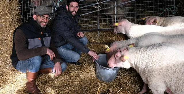 photo  montilliers, 18 février 2025. fidèles du salon de l’agriculture, matthieu et damien charbonnier y défendront de nouveau la race de moutons rouge de l’ouest.  &copy;  archives co – josselin clair 