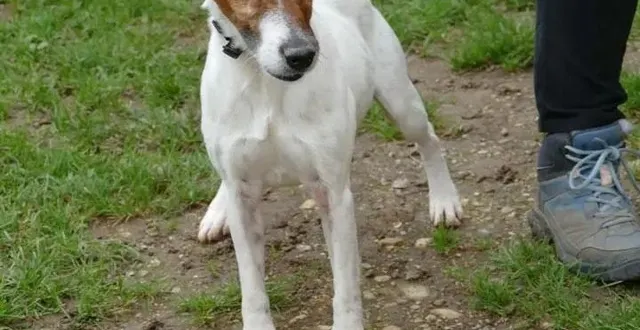 photo  angus a été retrouvé en deux-sèvres, en bonne santé.  &copy;  refuge spa de poitiers 