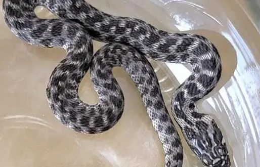 photo  un serpent découvert dans une maison inondée sur l’île de rochefort-sur-loire.  &copy;  document remis : amphirept - société herpétologique de touraine 