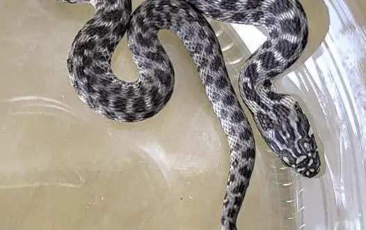 photo  maine-et-loire, février 2026. certains serpents n’ont pas eu d’autres choix que de se coller aux vitres des habitations pour se sauver.  &copy;  document remis - sos serpent 