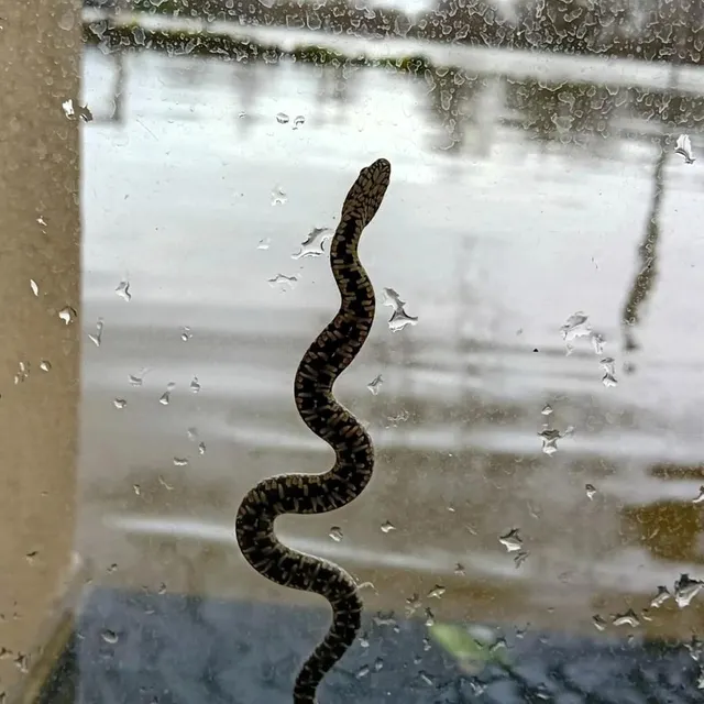 photo maine-et-loire, février 2026. certains serpents n’ont pas eu d’autres choix que de se coller aux vitres des habitations pour se sauver.  ©  document remis - sos serpent