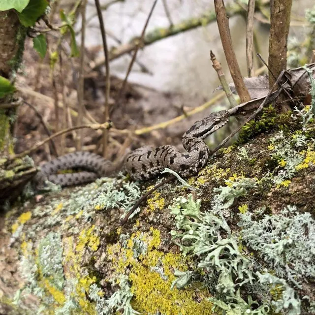 photo les serpents qui sont parvenus à atteindre les berges, attendent patiemment la décrue.  ©  document remis - amphirept