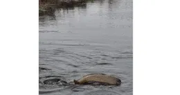 Info insolite l’une des carpes aperçues par un couple de guidélois.