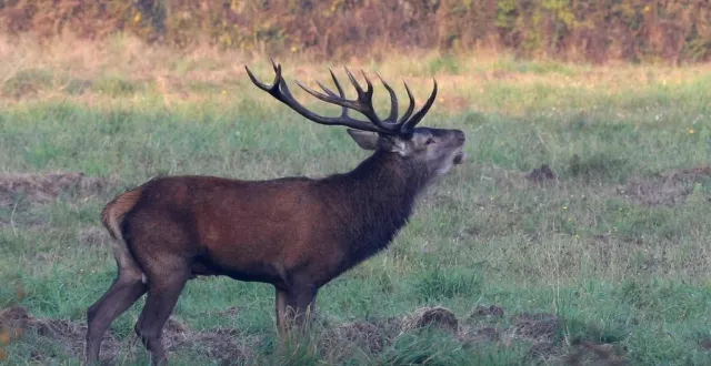 photo  en février 2025, deux chasseurs ont pénétré chez le cinéaste luc besson à cisai-saint-aubin (orne) et ont tué un cerf devant sa mère âgée de 84 ans.  &copy;  thierry creux / ouest-france 