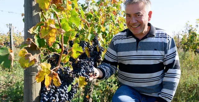 photo  olivier lecompte, vigneron au domaine le château de passavant, témoignait sur la fin des vendanges 2023, mardi 10 octobre.  &copy;  co 