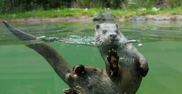 photo  villiers-en-bois, le 20 mai 2025. d’après l’ofb, les loutres et les castors sont obligés de se déplacer dans des endroits « inappropriés » avec la montée des eaux, accroissant le risque d’accident.  &copy;  photo d’illustration co – marie delage 