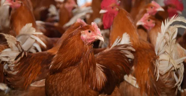 photo  des poules rousses sont à adopter à duneau et au lude le 3 mars ; à la flèche le 13 mars.  &copy;  archives le courrier de l’ouest - laurent combet 
